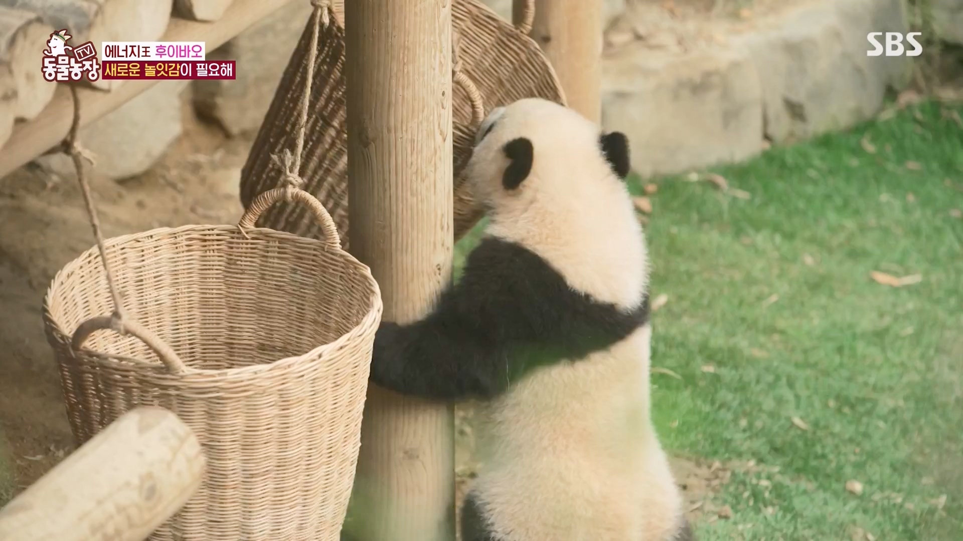 TV 동물농장.E1163.240317p-NEXT.mp4_20240317_171056.357.jpg