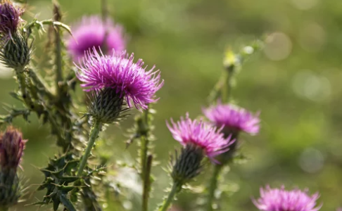 밀크시슬(Milk Thistle&amp;#44; 엉겅퀴)