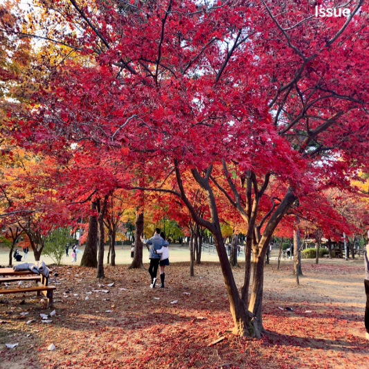 단풍시기