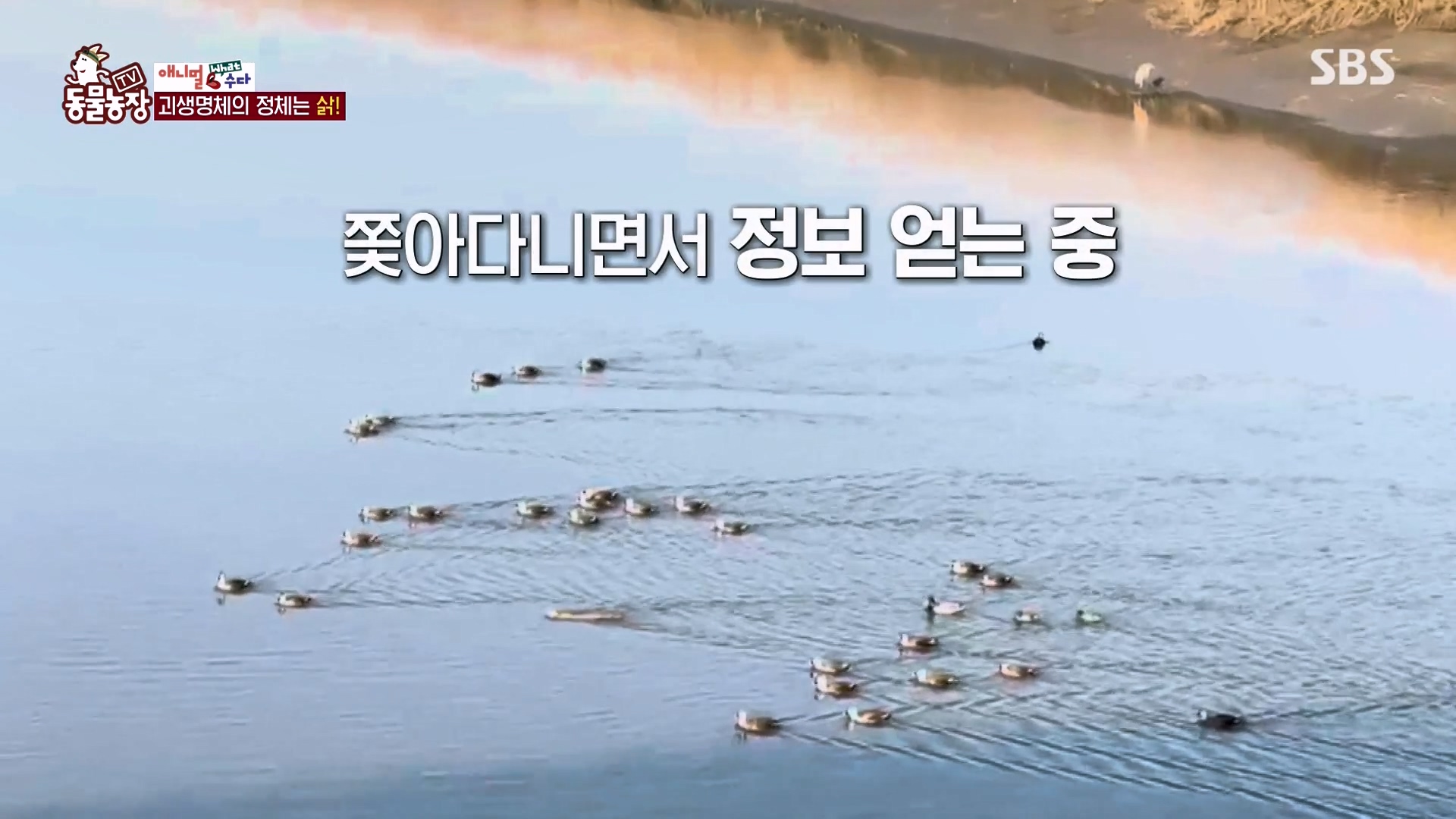 TV 동물농장.E1164.240324p-NEXT.mp4_20240324_170503.389.jpg