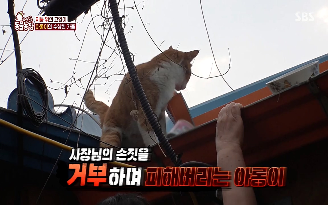 TV 동물농장.E1079.220725p-NEXT.mp4_20220724_151934.118.jpg