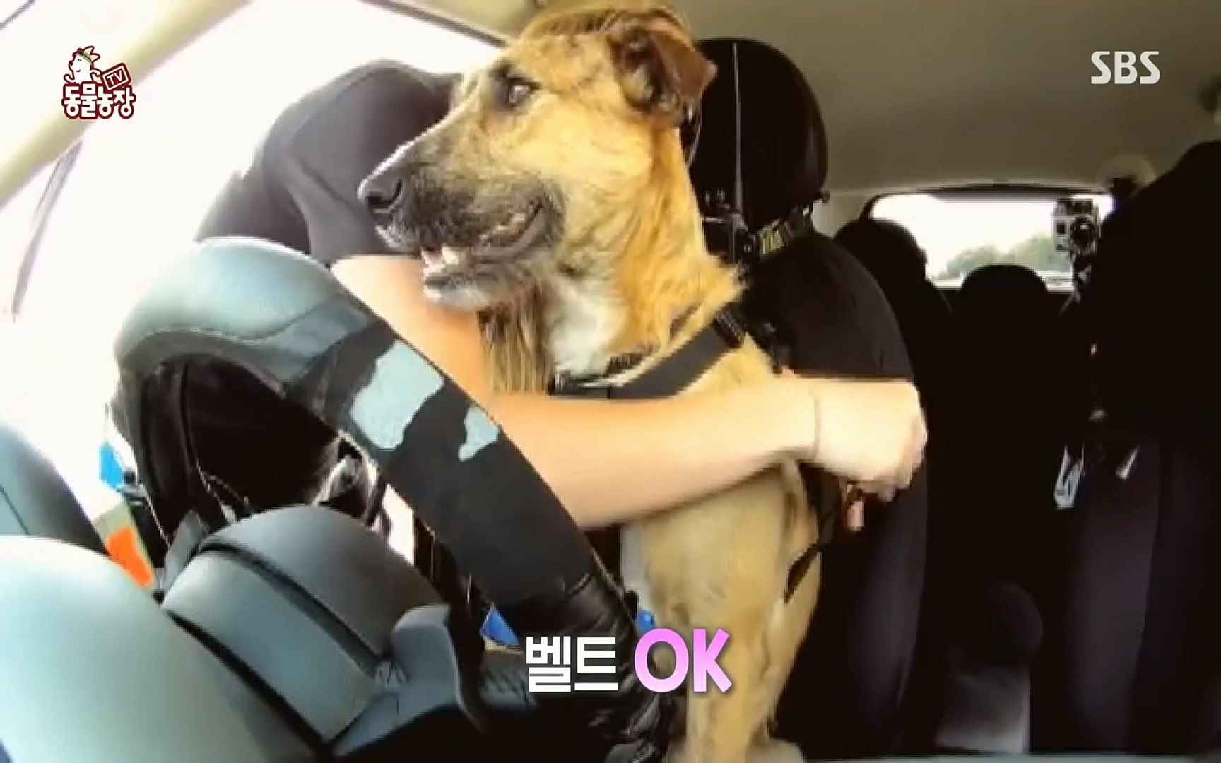TV 동물농장.E1074.220619p.H264-F1RST.mp4_20220619_175816.685.jpg
