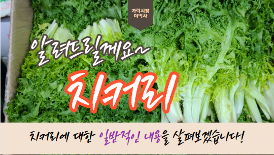  치커리에 대해서 얼마나 아세요?
