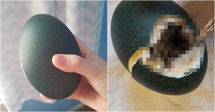  인터넷에서 '커다란 검은 알'사서 부화시켜봤더니