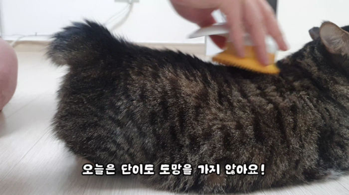 고양이