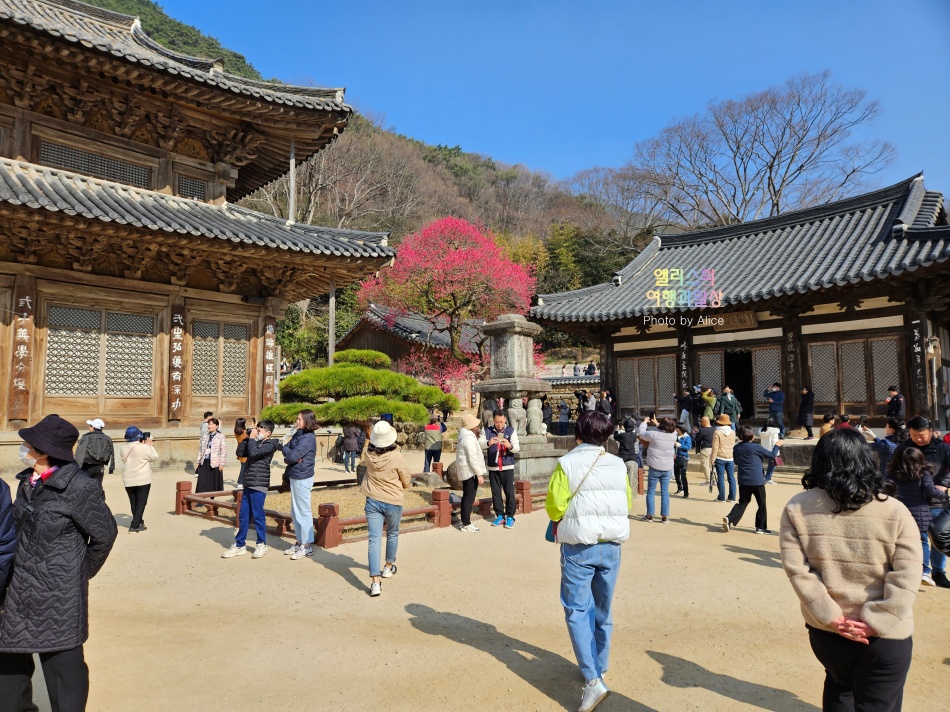 3월 지리산 구례화엄사 매화가 아름답다!  만개하는 개화시기