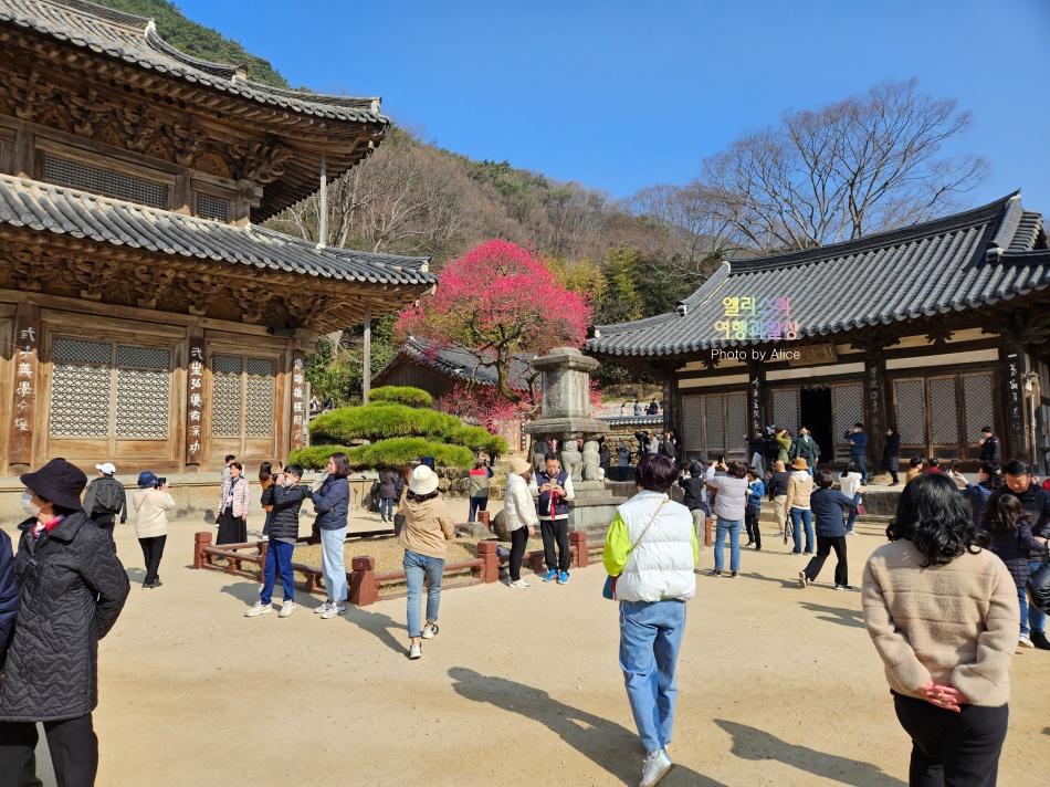 3월 지리산 구례 화엄사 홍매화 예쁘다! 개화시기 명소 만개