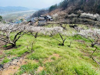 매화 한옥정원