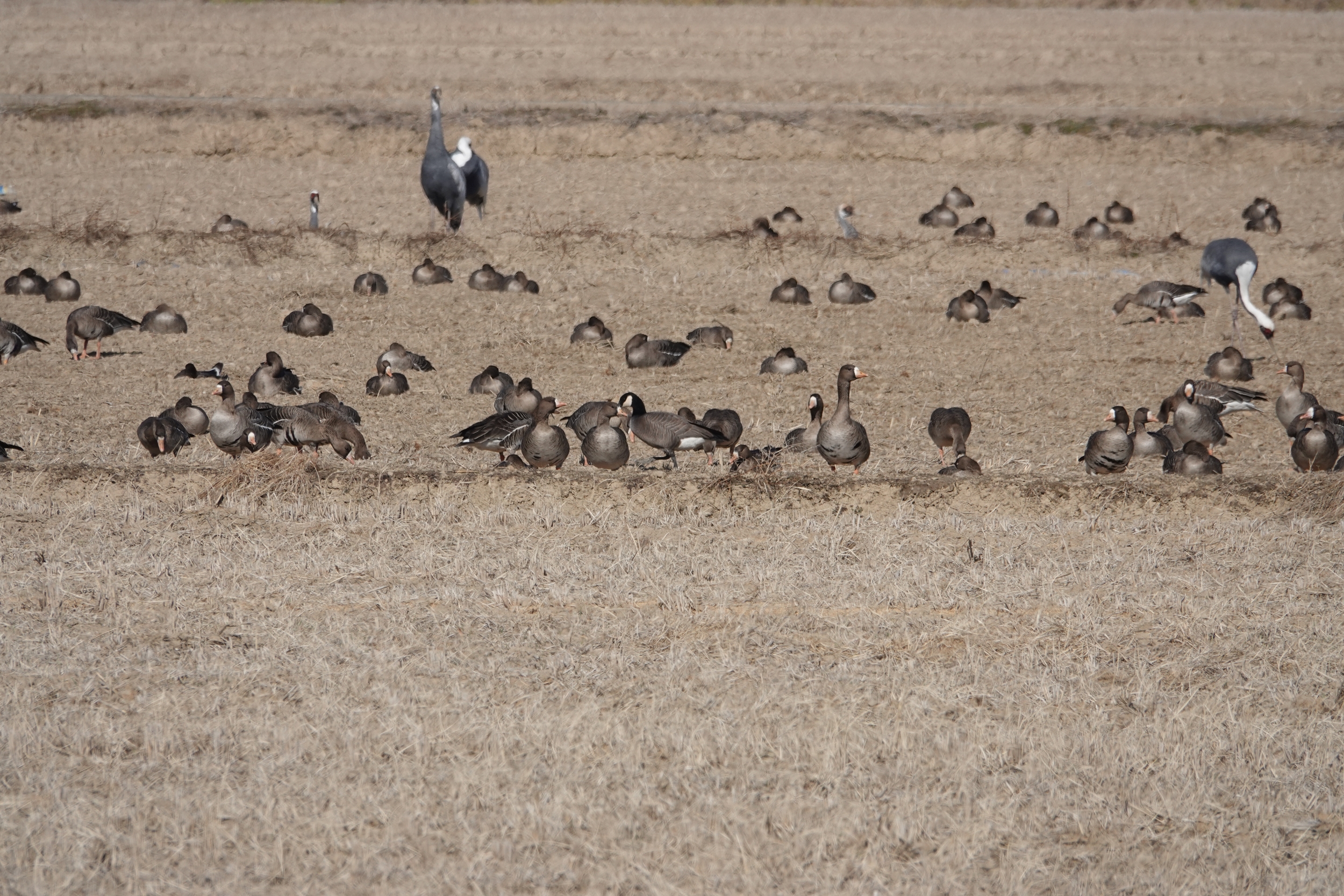  주남저수지 탐조 캐나다기러기(Lesser Canada Goose), 흰이마기러기(Lesser White-fronted Goose)