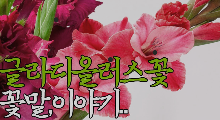  글라디올러스 꽃말: 영광, 명예, 용기, 기쁨, 행복
