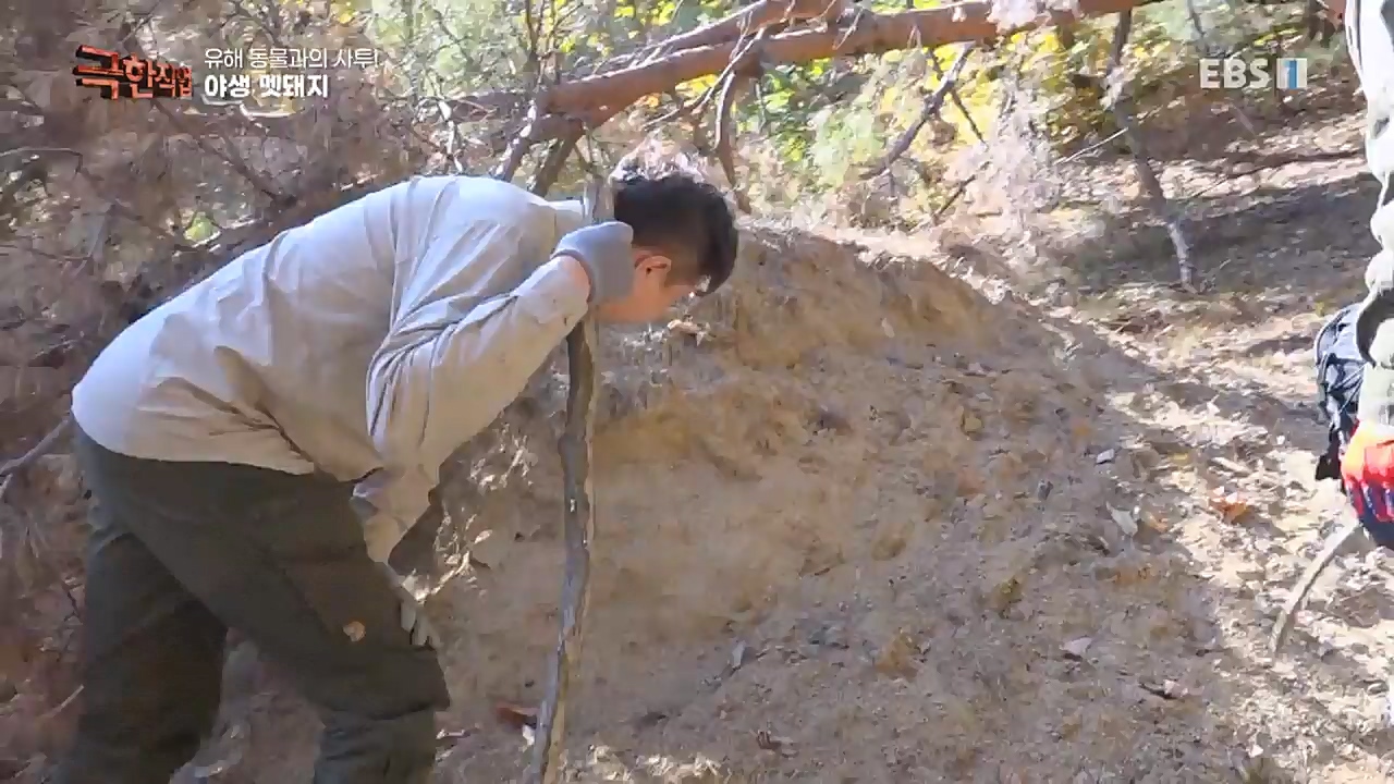 TV - 교육의 중심 EBS유해 동물과의 사투! 등검은말벌, 야생 멧돼지 퇴치.mp4_20221129_195010.899.jpg