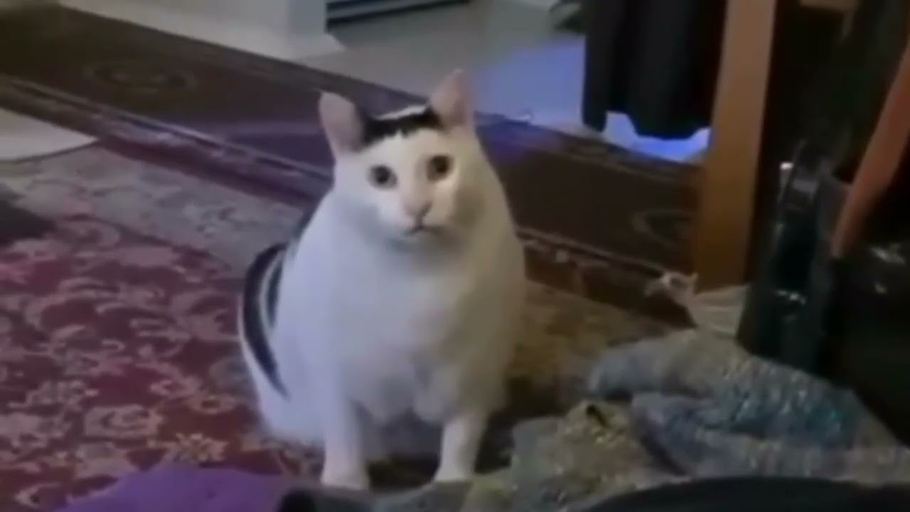강호 이미지