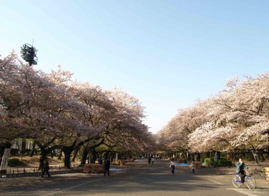 벚꽃이 핀 나무가 가운데 길을 중심으로 늘어져 있다.