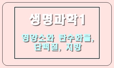  영양소의 종류와 단백질, 지방, 탄수화물