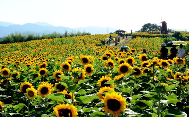 해바라기