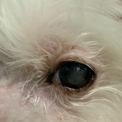 강아지 눈동자가 뿌옇게 되는 백내장 치료