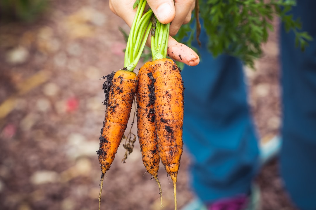 Carrot.