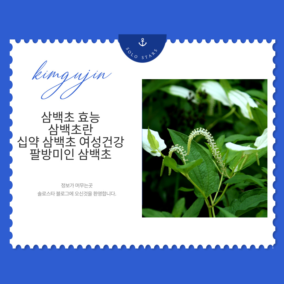 삼백초 사진