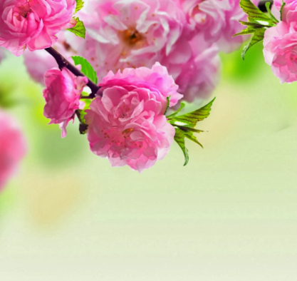 분홍-장미꽃-피어있는-사진