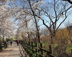 하늘공원 벚꽃