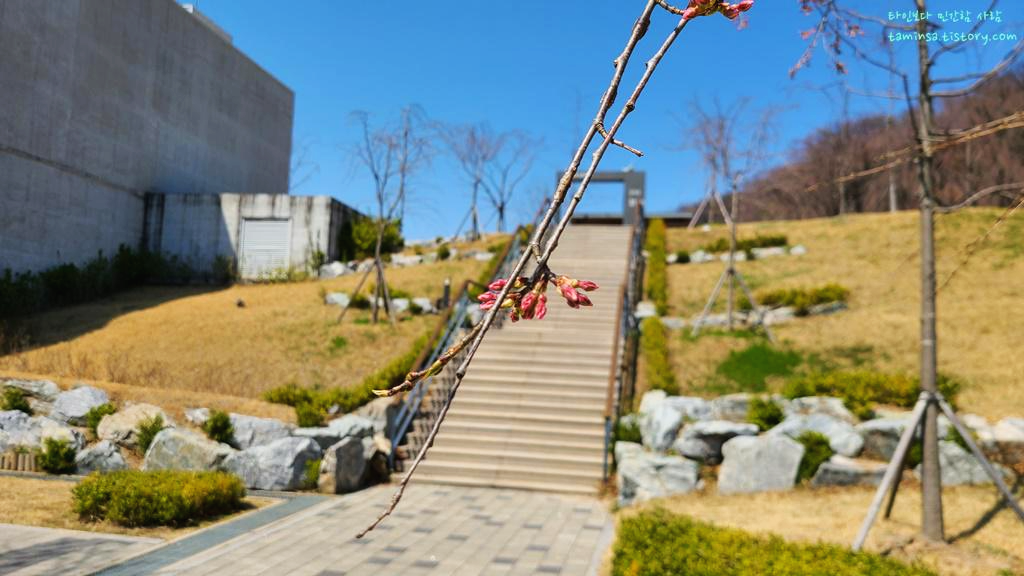  [충주댐 벚꽃길 여행/드라이브] 4월 2일 기준, 아직은 이르다! (feat. 충주댐 전망대/물문화관 숲놀이터)