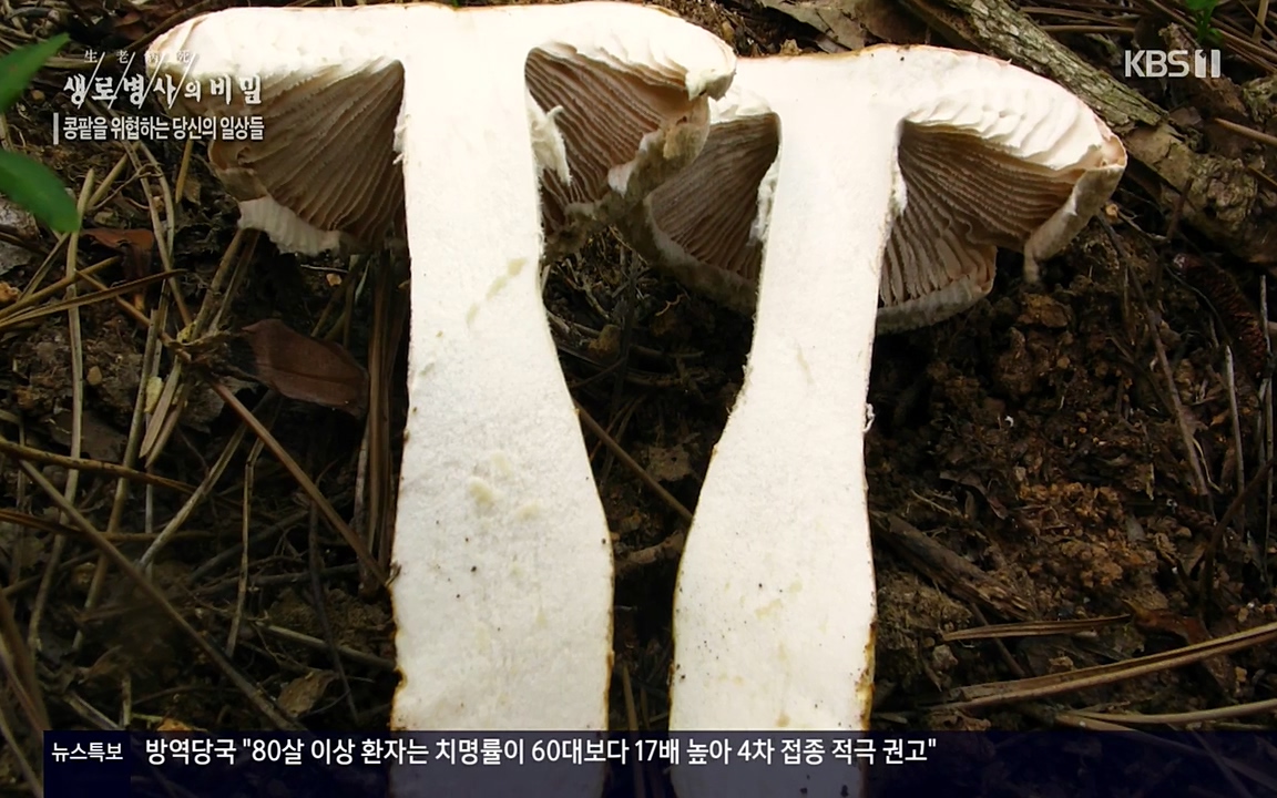 생로병사의 비밀.E819.220421p-NEXT.mp4_20220421_191100.158.jpg