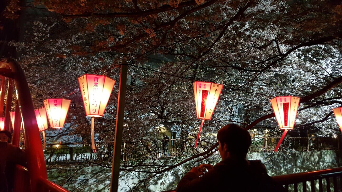 나카메구로 밤 벚꽃 사진4