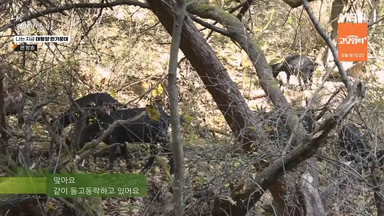 나는 자연인이다.E581.231123p-NEXT.mp4_20231123_200710.435.jpg