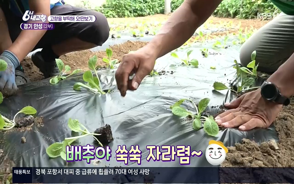 6시 내고향.E7611.220907p.H264-F1RST.mp4_20220908_204252.562.jpg