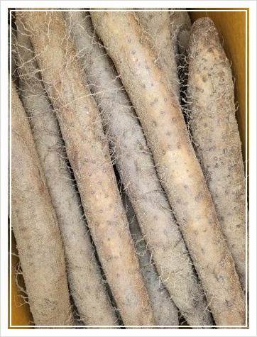 마즙 효능 부작용, 소화 잘되는 음식 4