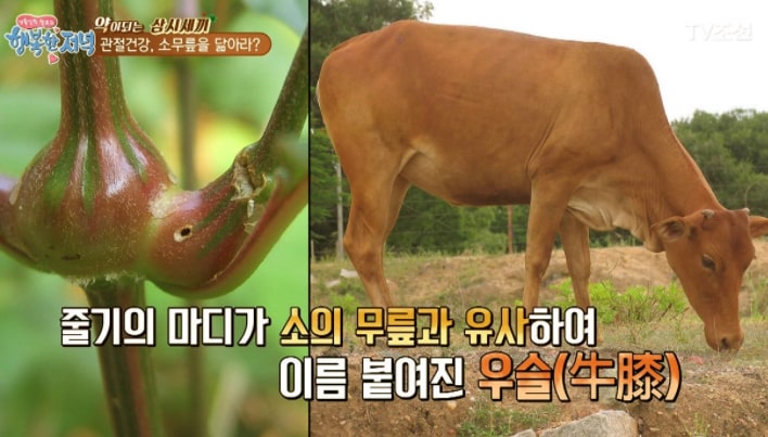  닭발 우슬환 : 효능, 가격, 먹는법, 부작용