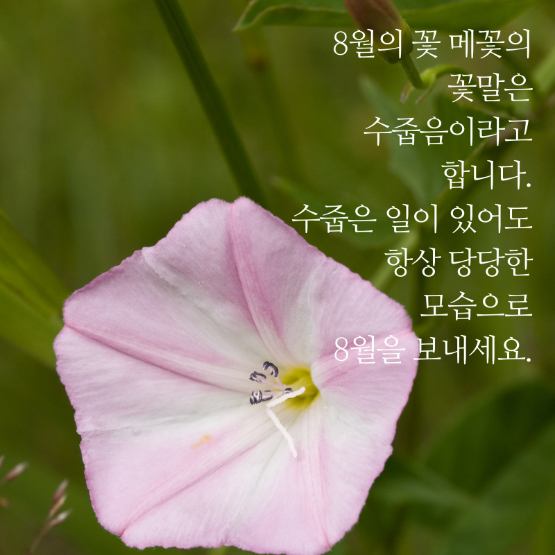 8월 아침 저녁 인사말 문구 이미지 모음