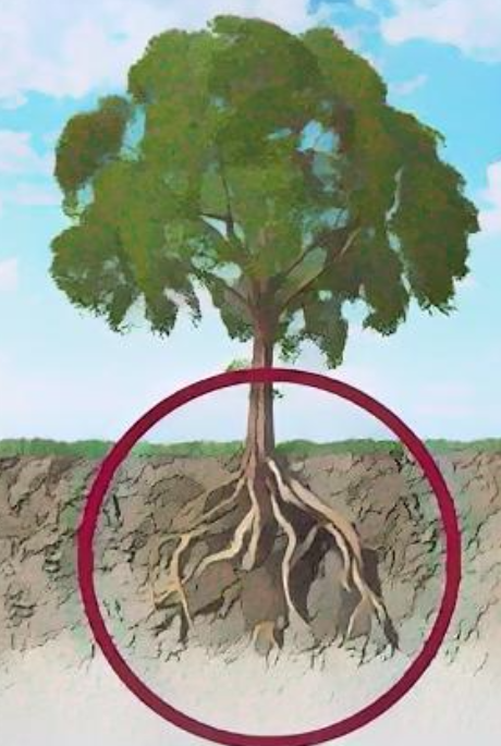 탈모와 모발 건강을 설명하기 위한 나무 뿌리 강조 이미지
