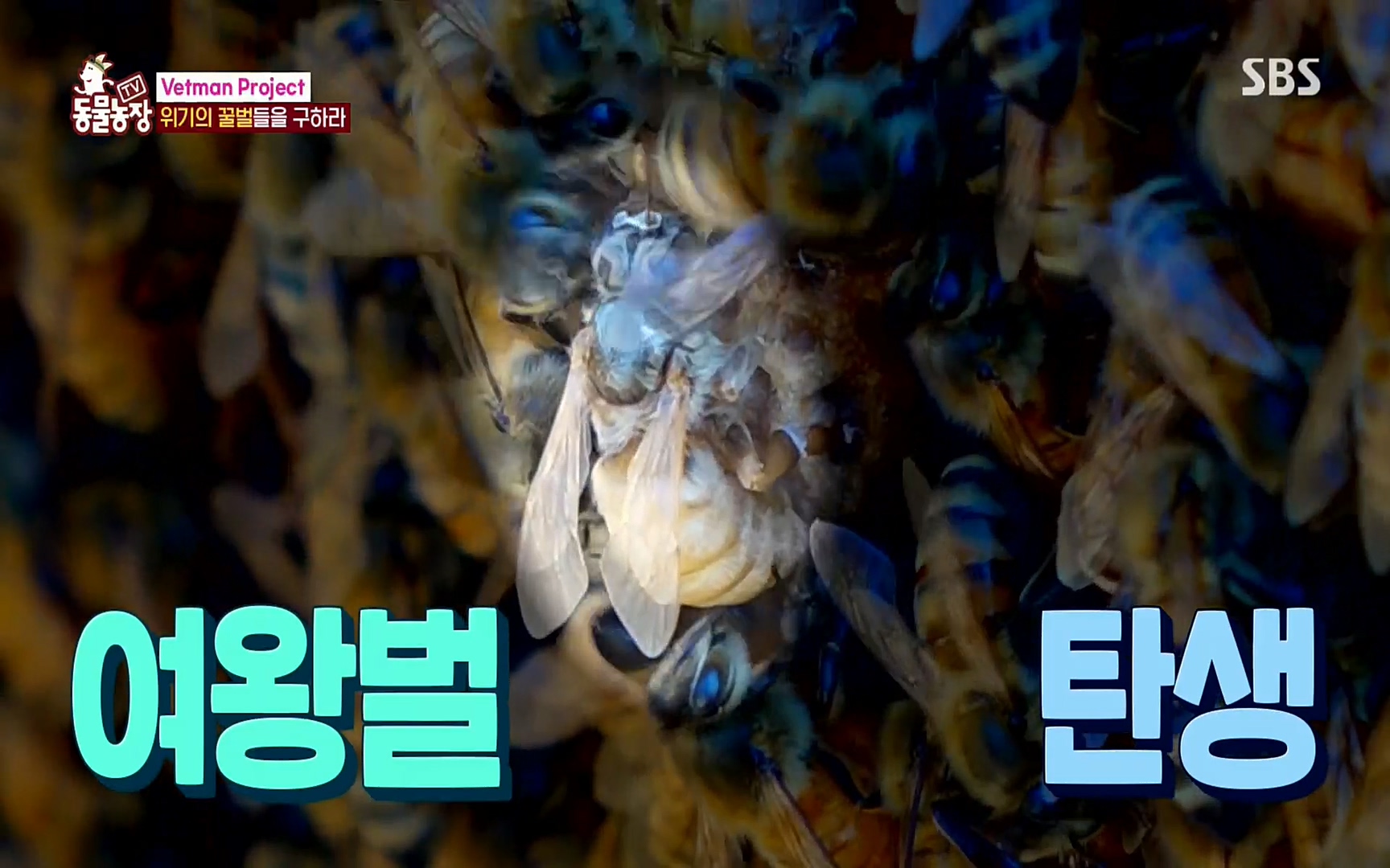 TV 동물농장.E1072.220605p.H264-F1RST.mp4_20220605_181226.178.jpg