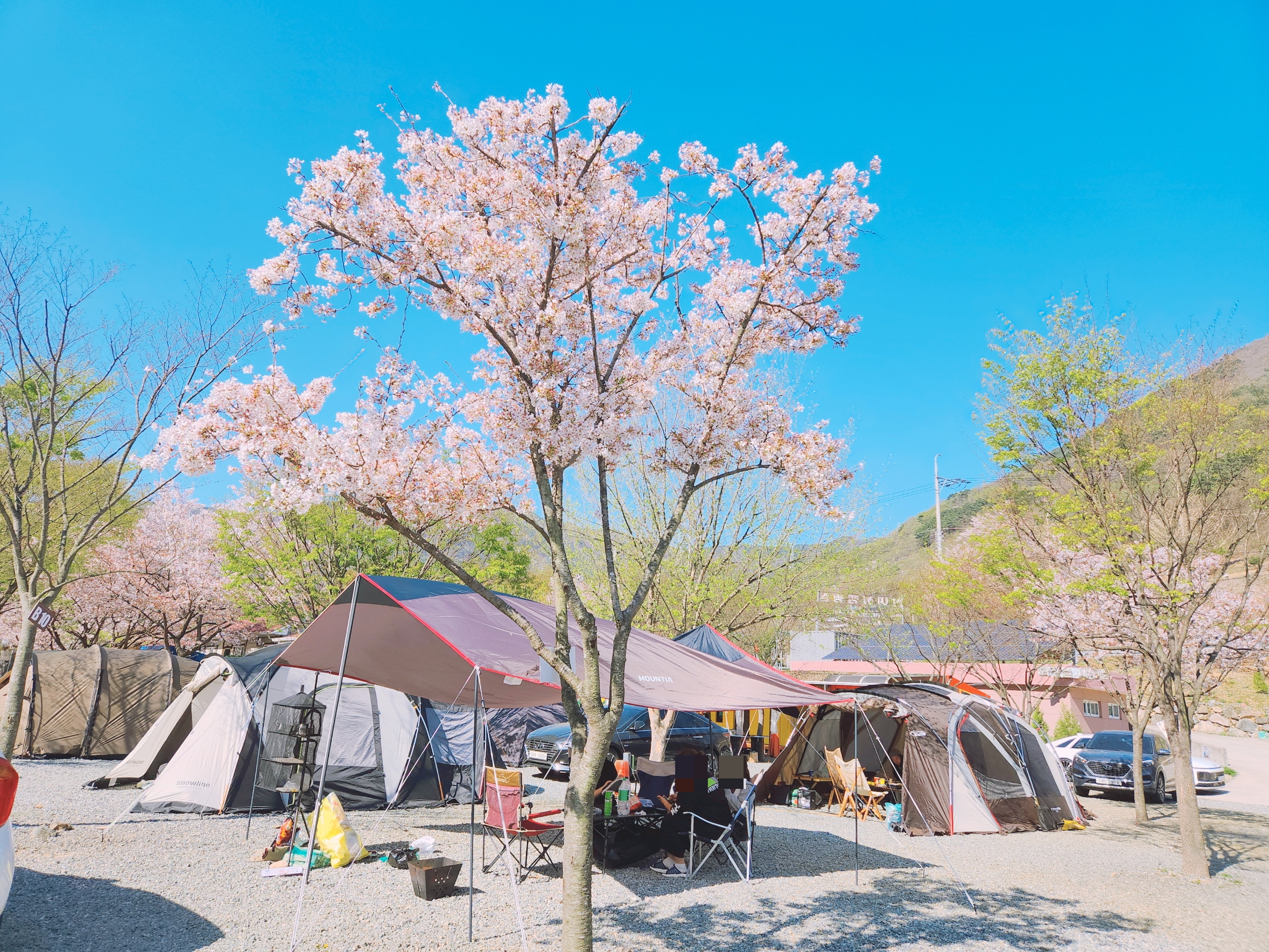  밀양 캠핑 : 벚꽃캠핑 즐기고 온 '산여울 캠핑장'