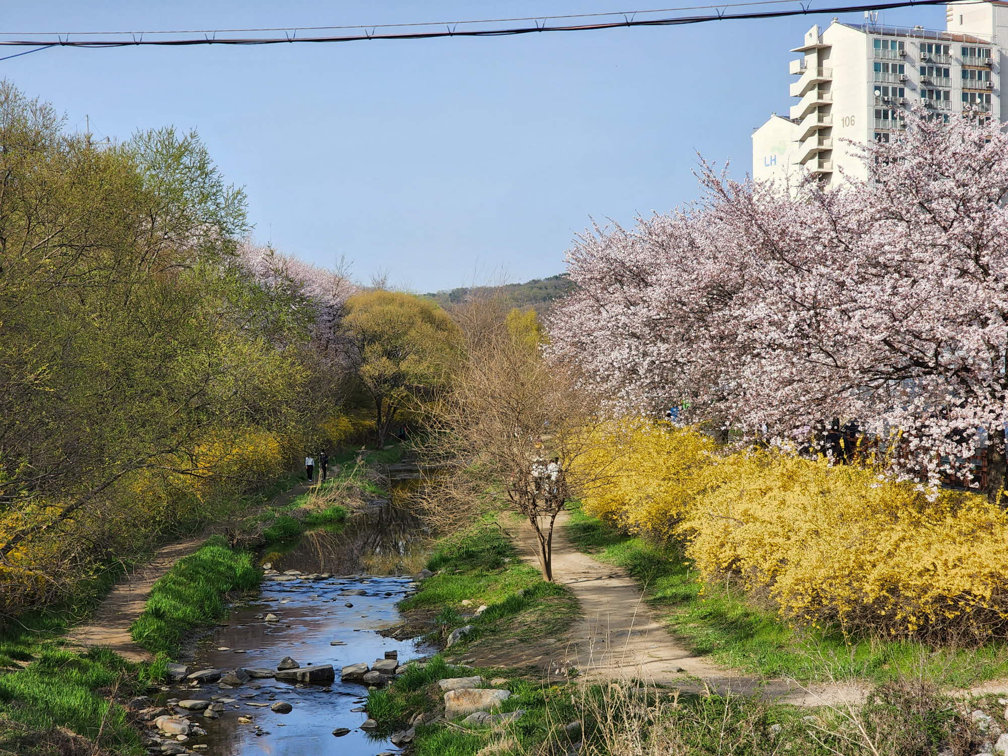  인천 벚꽃구경, 인천대공원 벚꽃상황, 남동둘레길 2코스 향기가득길 산책했어요