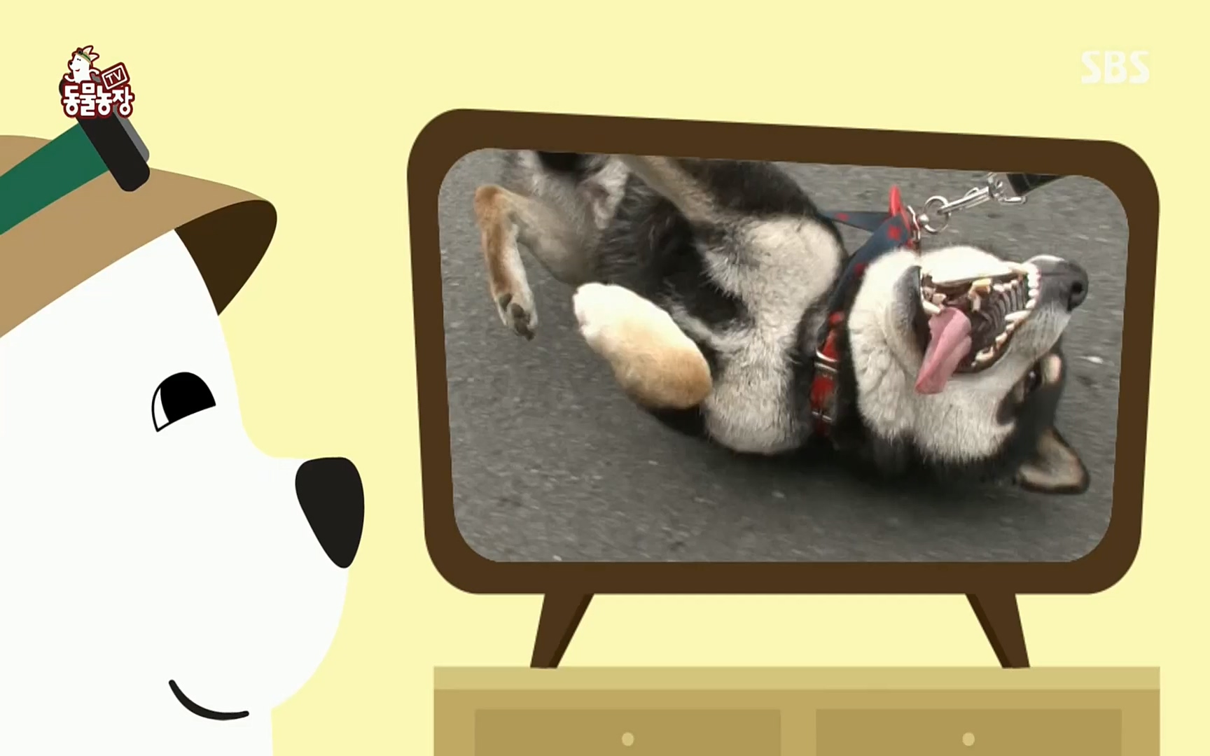 TV 동물농장.E1077.220710p.H264-F1RST.mp4_20220710_175422.086.jpg