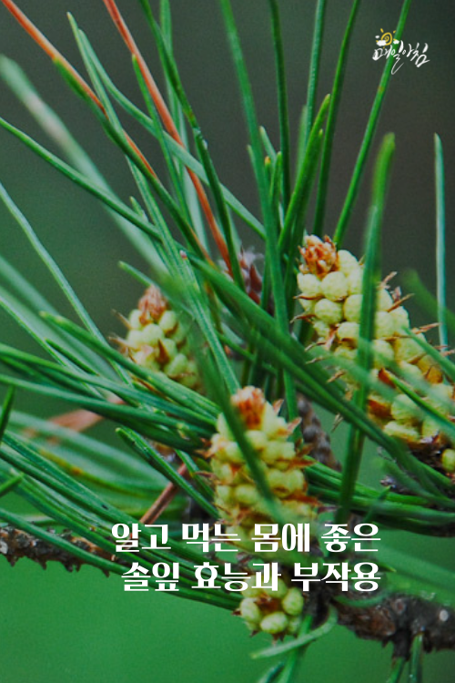  [매일아침좋은글] 알고 먹는 몸에 좋은 솔잎 효능과 부작용