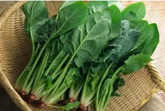  시금치  이야기