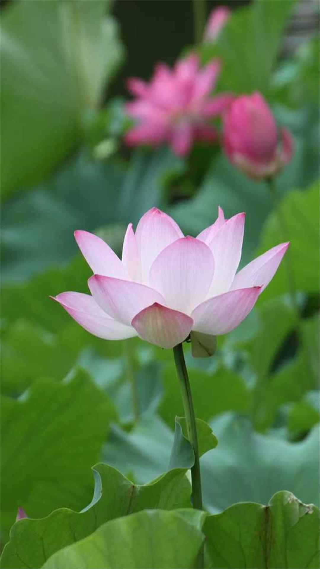 Lotus Flower iPhone Wallpaper