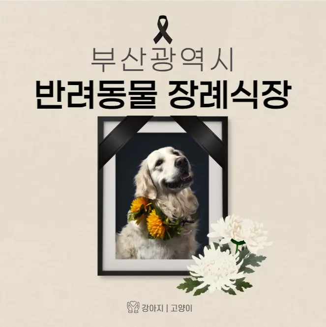 부산 반려동물 장례식장 고양이 강아지 장례 화장 업체 3곳