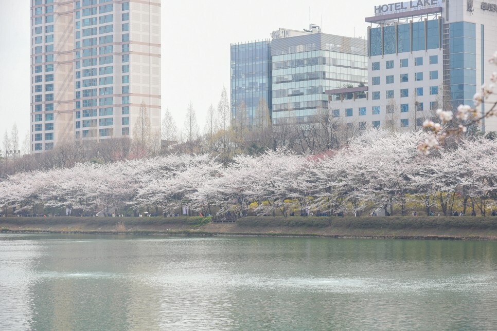 벚꽃