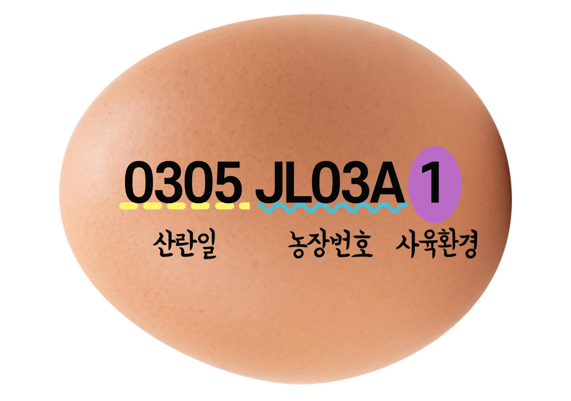  꼭 알아야 할 닭알의 비밀