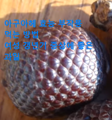 아구아헤-효능-부작용-먹는법