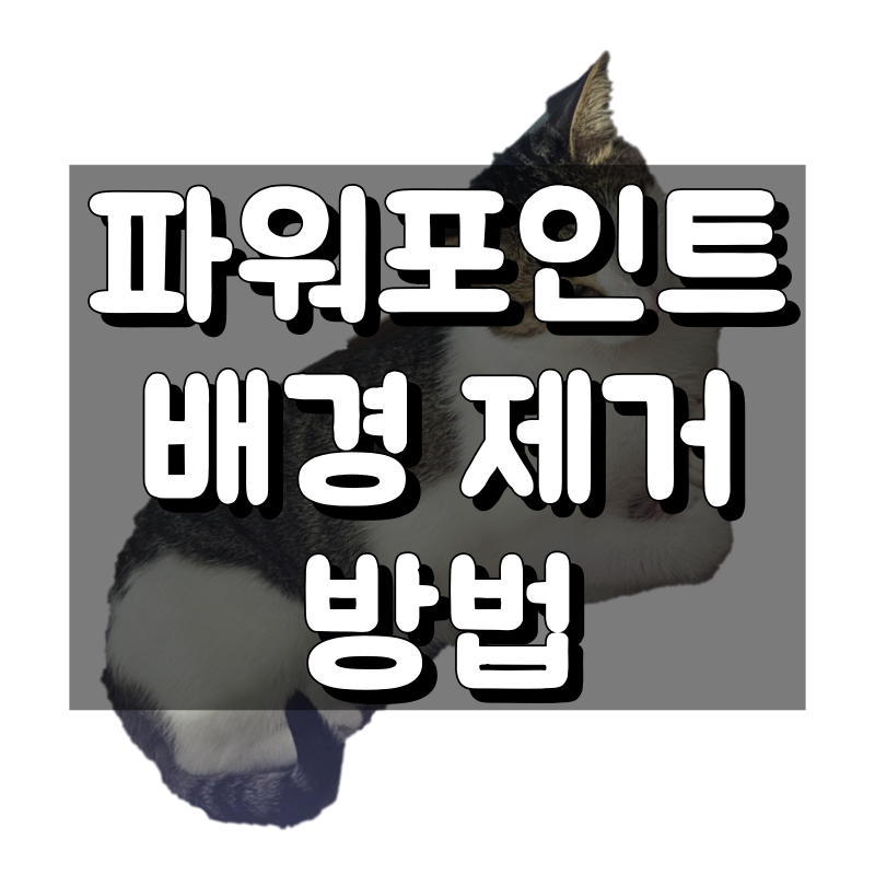 파워포인트 배경제거 방법 대표 이미지