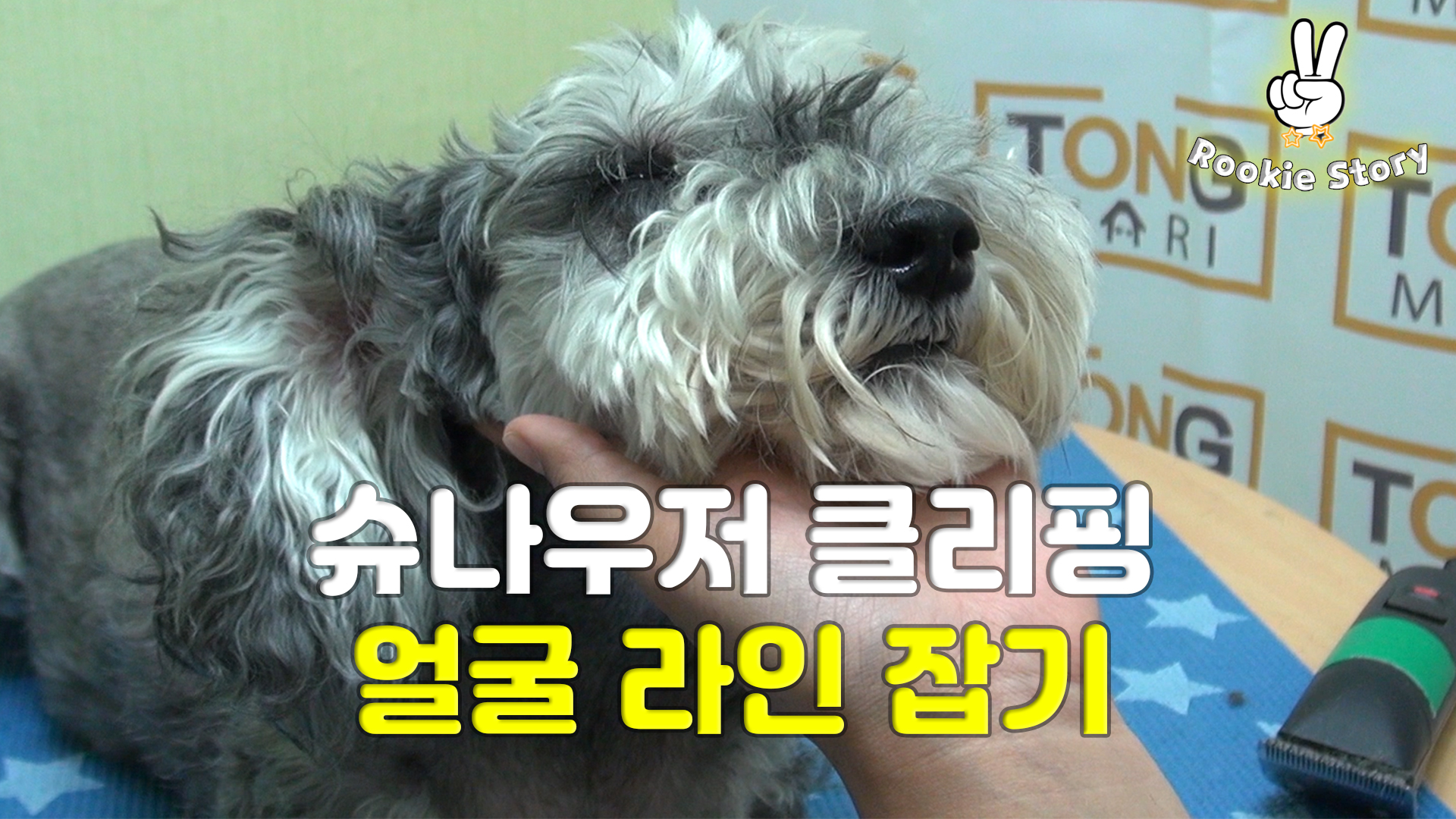  애견 셀프 미용 강아지 슈나우저 눈썹 얼굴 라인 바리깡 클리퍼 방법