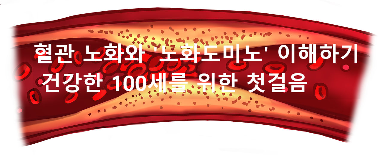 혈관노화와 노화도미노 이해하기
건강한 100세를 위한 첫걸음