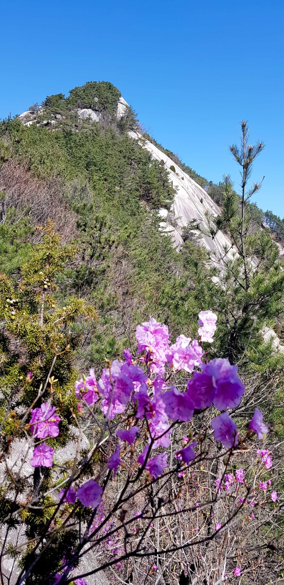 거창 현성산 진달래