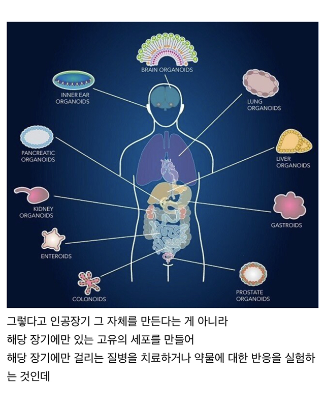 인공장기에서 눈이 생긴 놀라운 사건 2