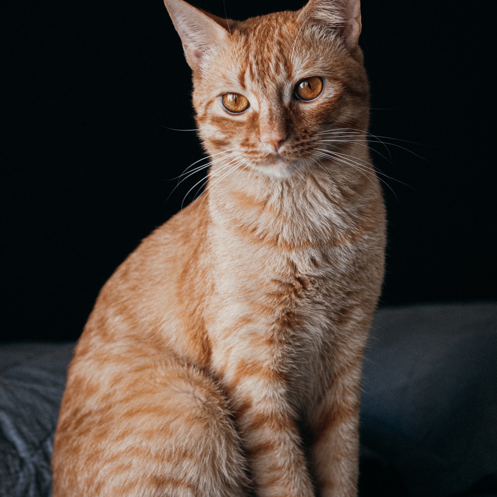 고양이 꿈해몽 태몽 34가지
